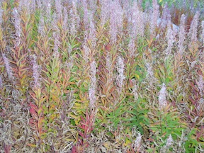 FireweedFallColor