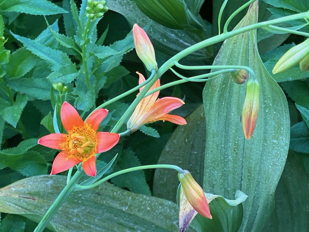 Leopard Lily, Lilium pardilinium