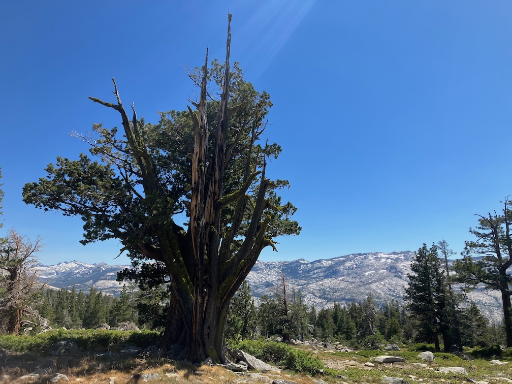 photo of The Juniper along PCT