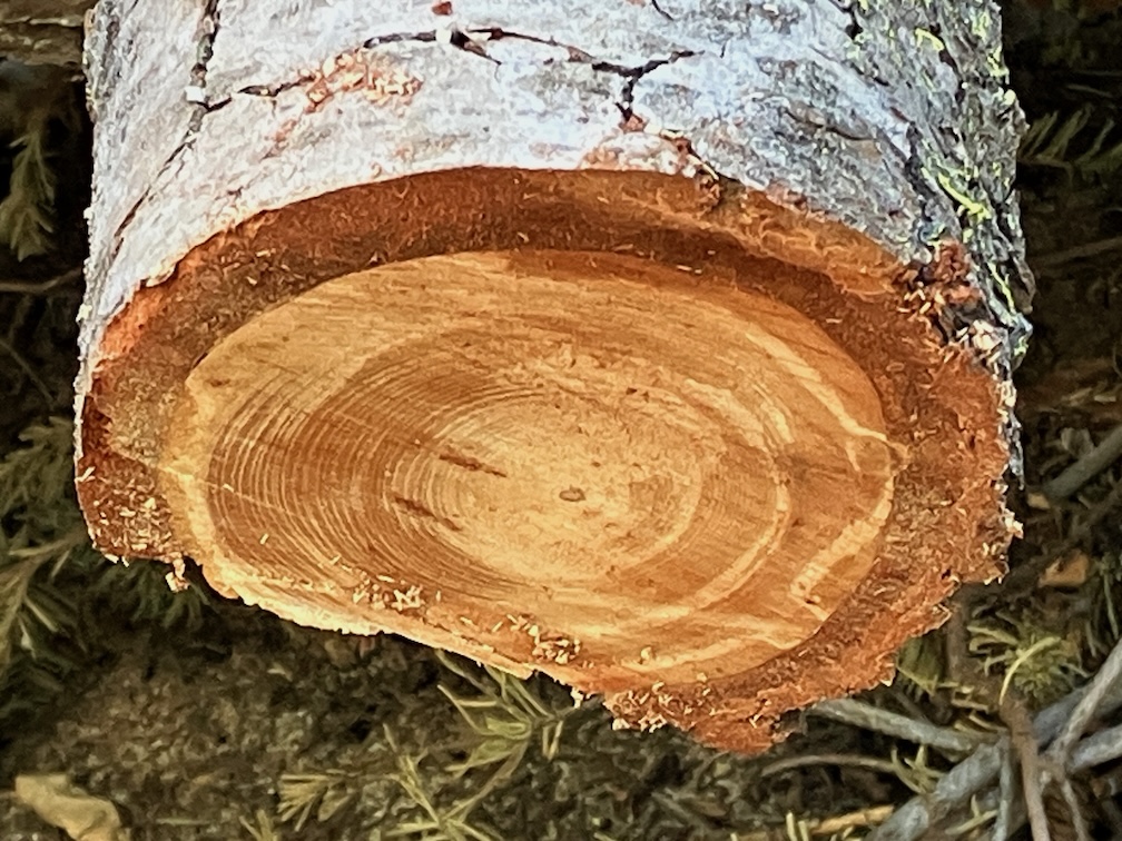 photo of dense red fir rings
