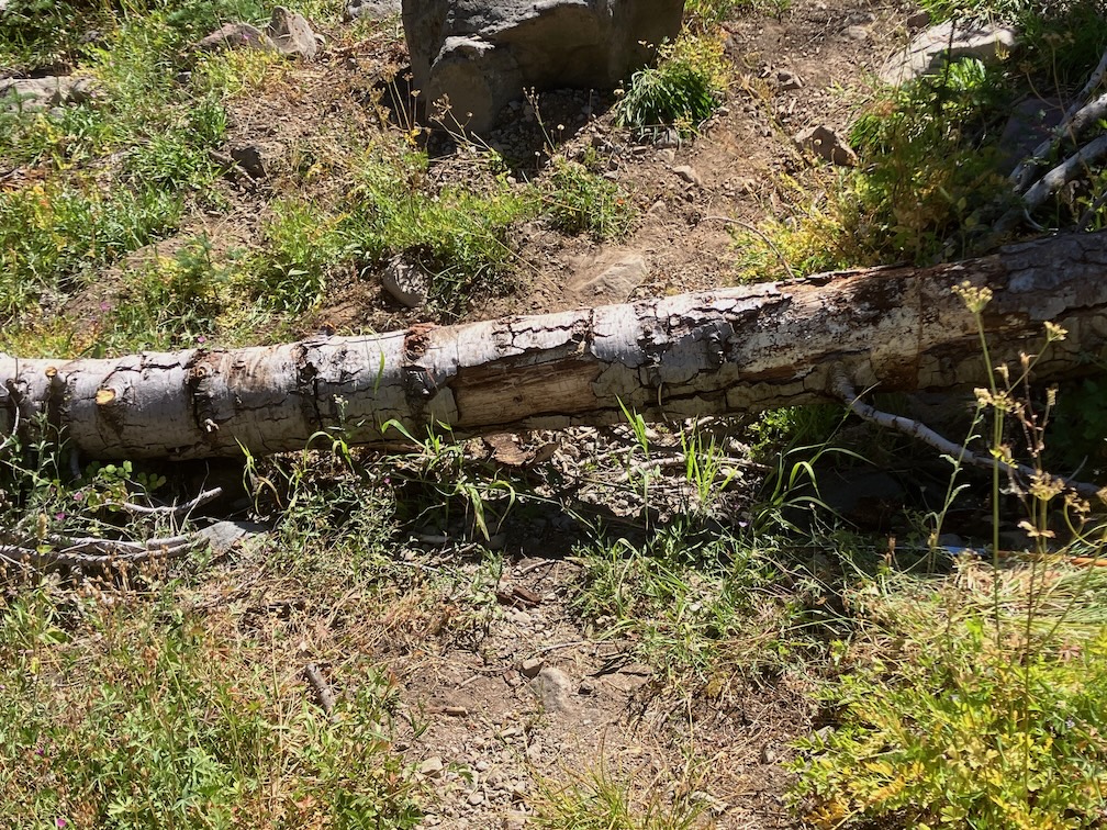 photo of down tree uncut