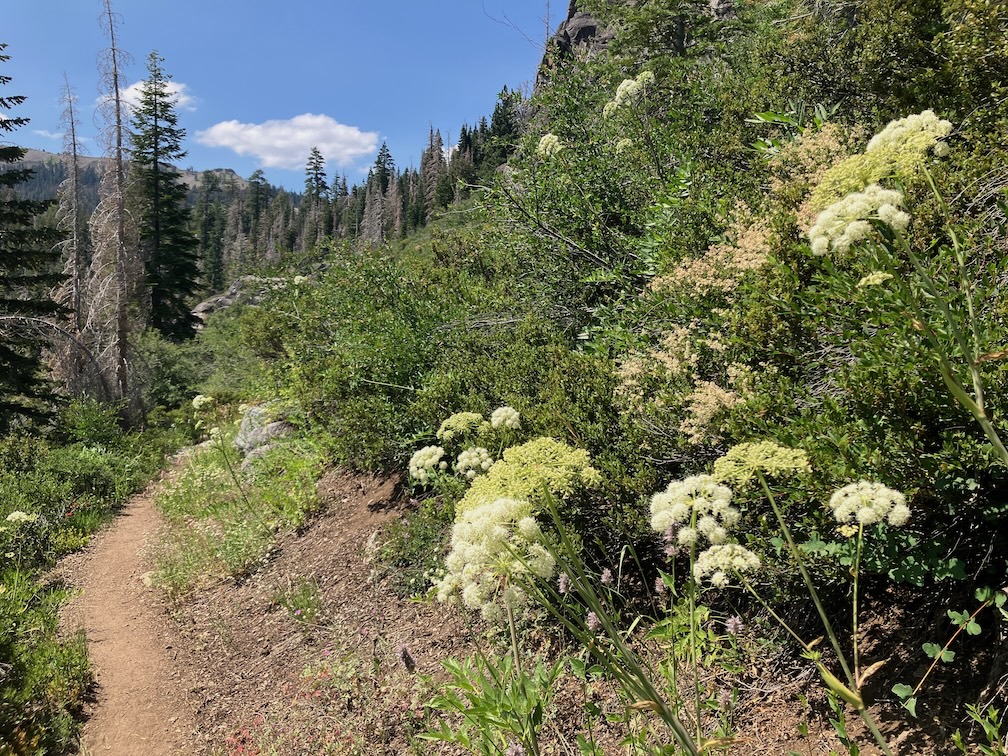 photo of 
Angelica lineariloba, Apiaceae