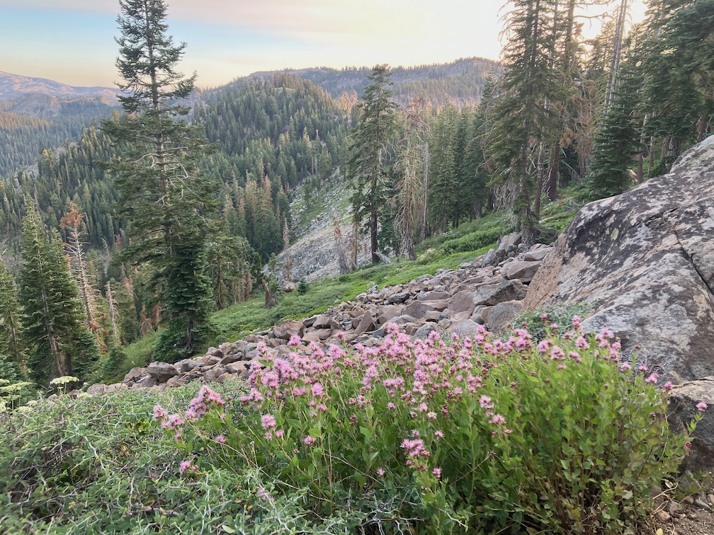 photo of Ageratina occidentalis, Asteraceae