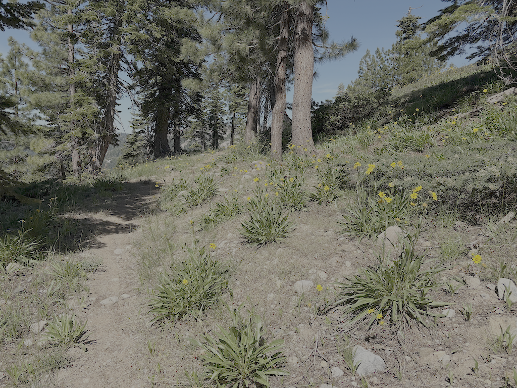 photo of Tevis Cup Trail and flowers