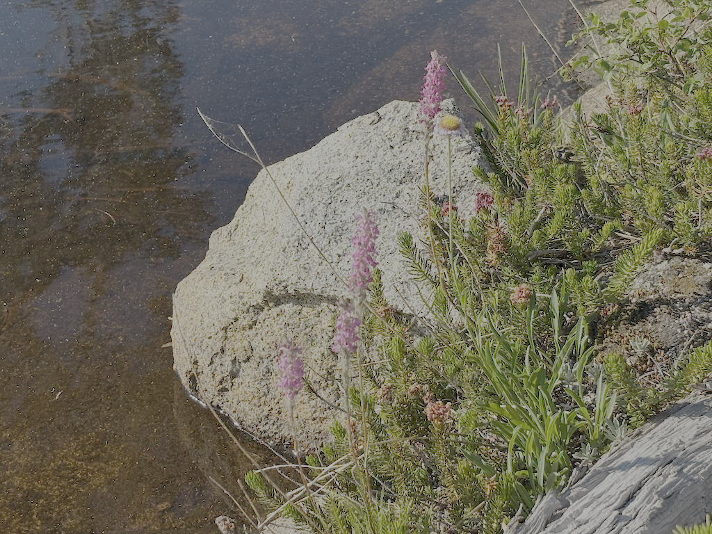 photo of mountain heather