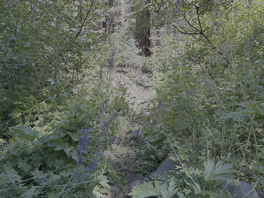 photo of cleared Five Lakes Creek Trail creeklet crossing
