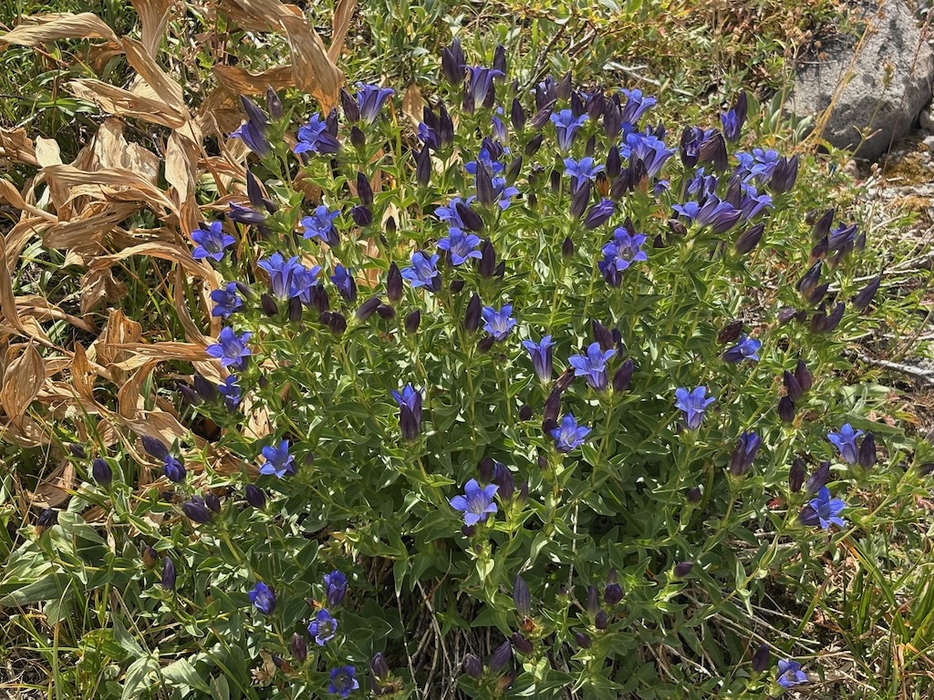 photo of explorer gentian, Gentiana calycosa (Gentianaceae)?