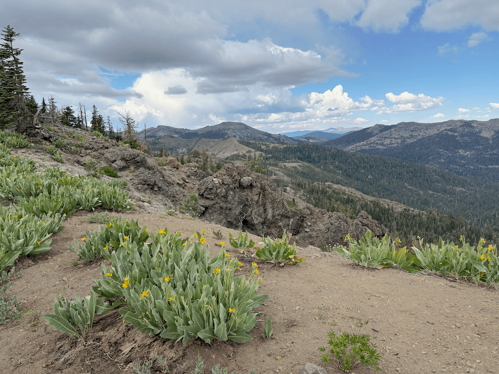 photo of view east from Shanks Cove Trail north section