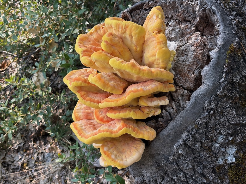 photo of shelf fungus Laetiporus