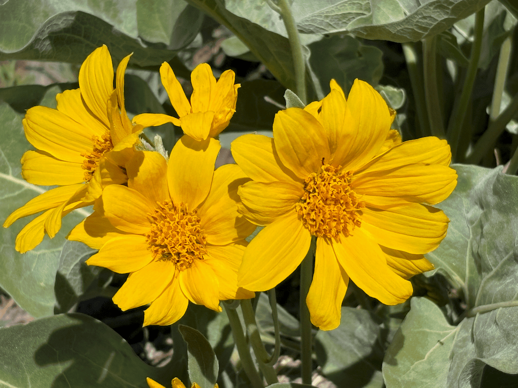 photo of arrowleaf balsamroot flowers