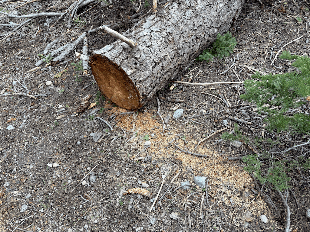 photo of chainsaw cut down tree, Powderhorn Trail