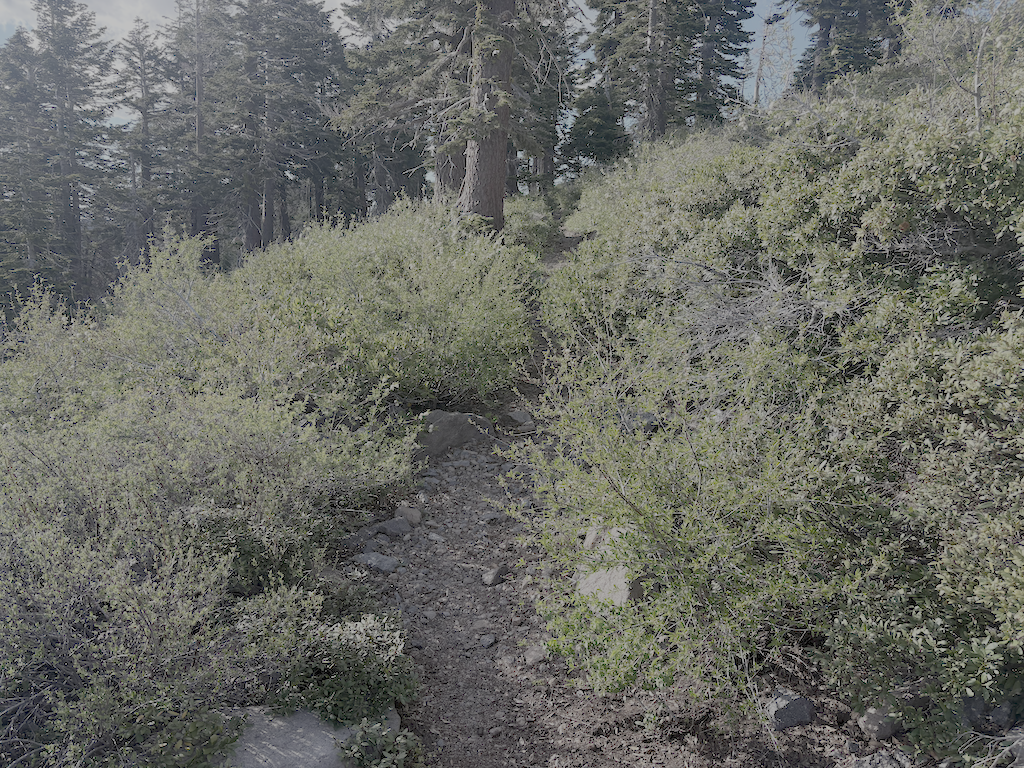 photo of PCT brushy ridge section, starting to be overgrown