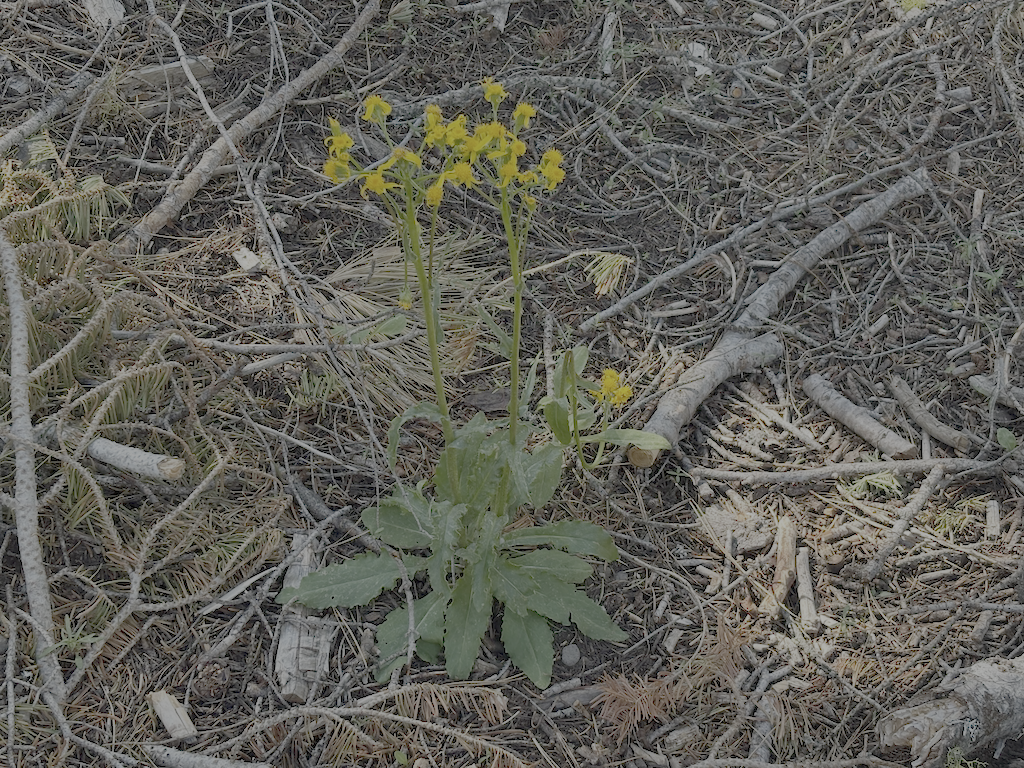 photo of western groundsel