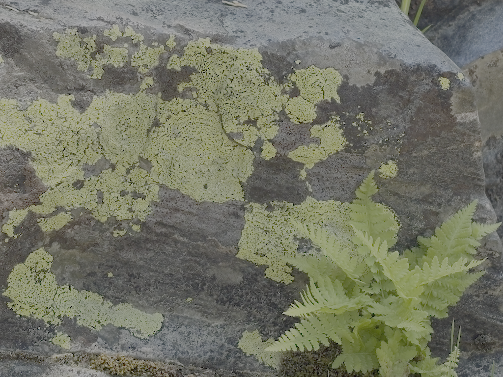 photo of lichen & fern, Middle Fork American River